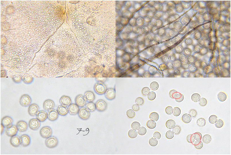 Dianema depressum picture 3