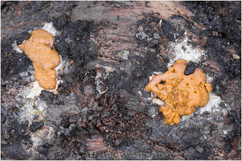 Dictydiaethalium plumbeum picture 2