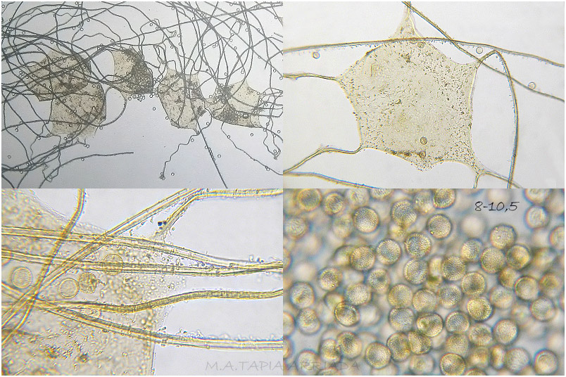 Dictydiaethalium plumbeum picture 4