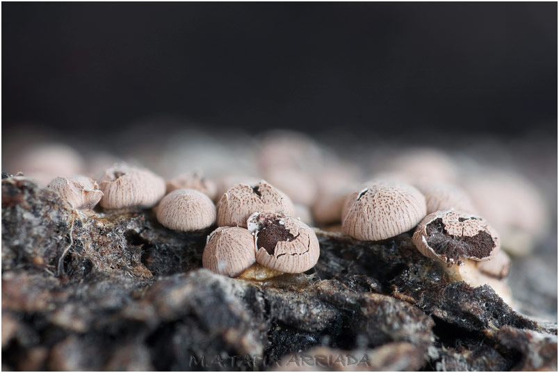 Diderma rufostriatum picture 1