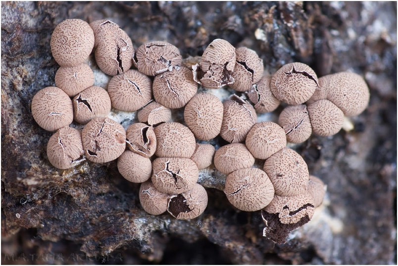 Diderma rufostriatum picture 2
