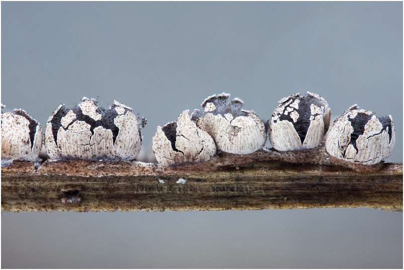 Diderma rufostriatum picture 3