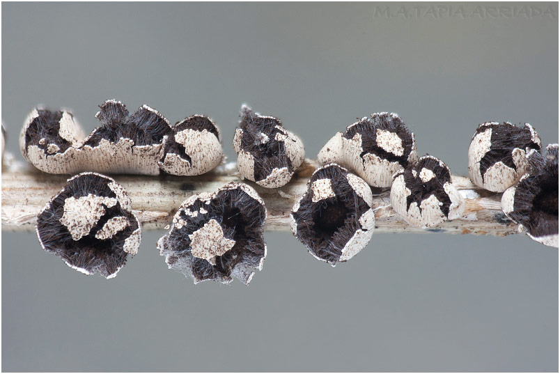 Diderma rufostriatum picture 4