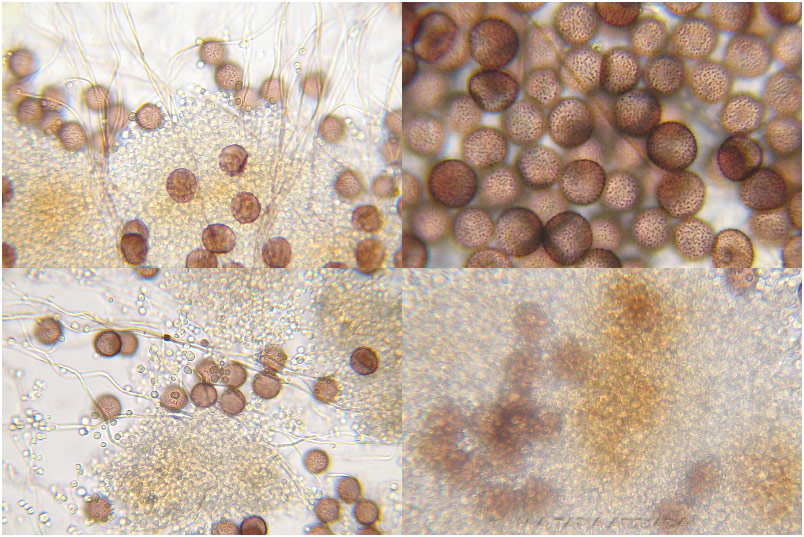 Diderma rufostriatum picture 5