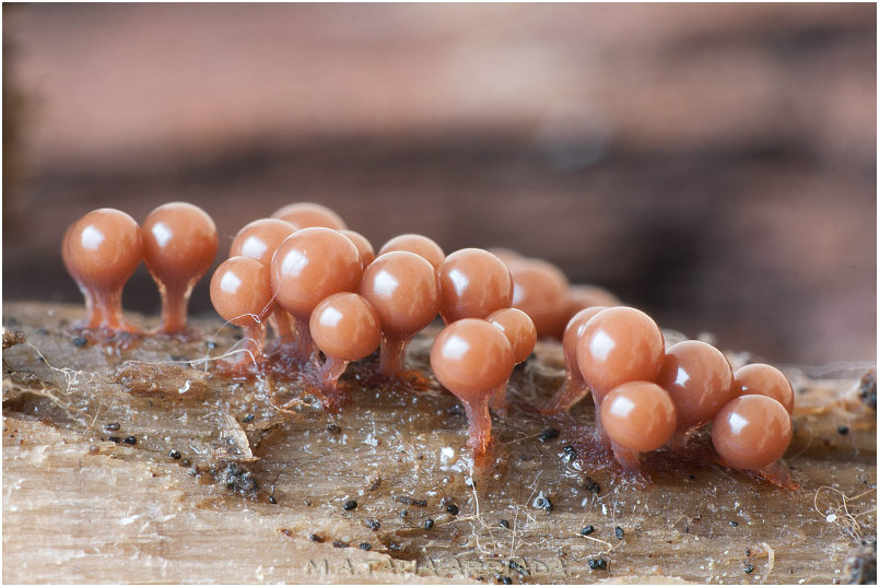 Hemitrichia clavata photo 2