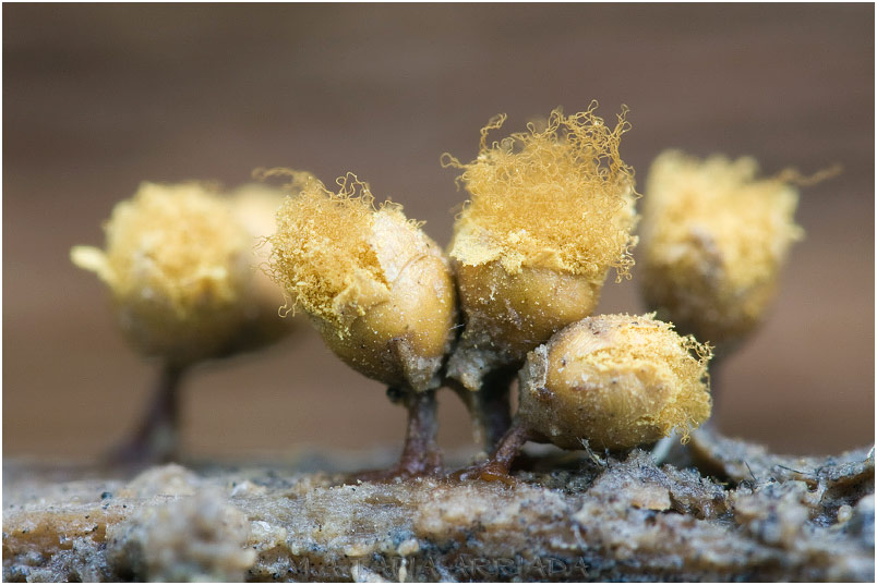 Hemitrichia clavata photo 4