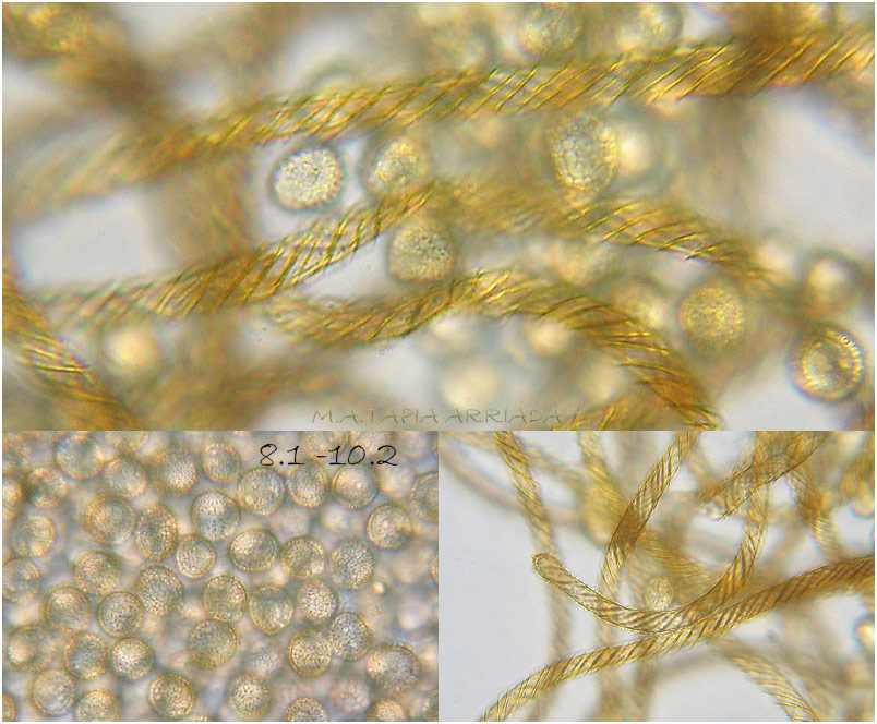 Hemitrichia clavata photo 5