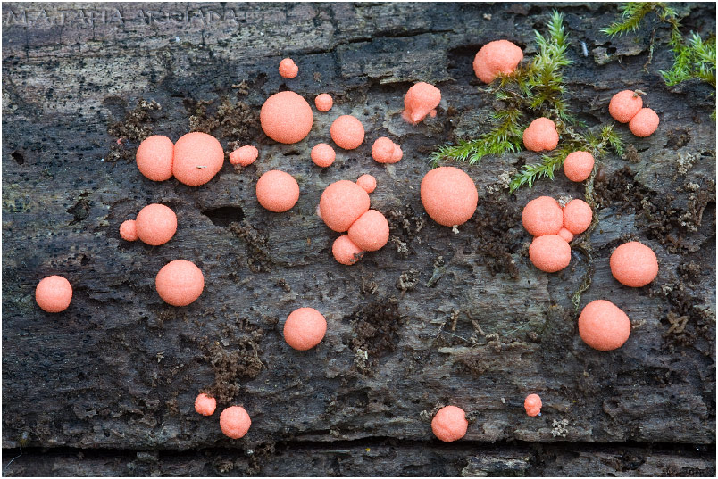 Lycogala epidendrum 1 Lycogala epidendrum photo 1