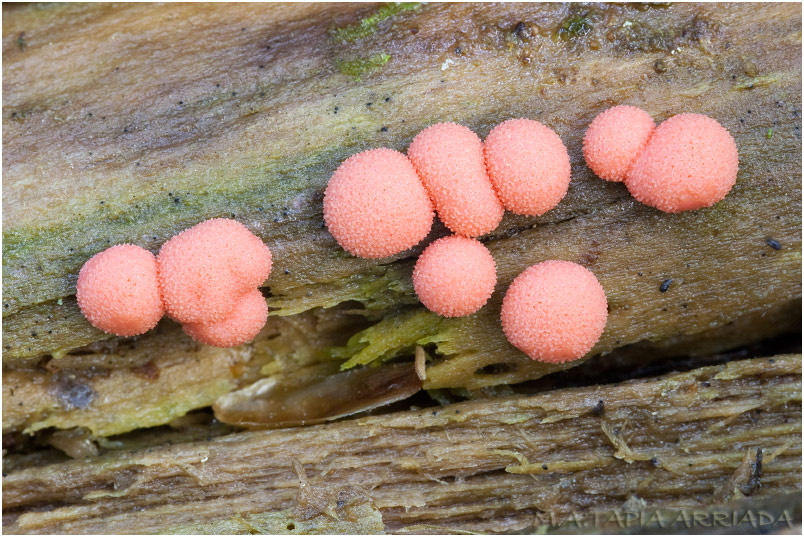 Lycogala epidendrum 2 Lycogala epidendrum photo 2