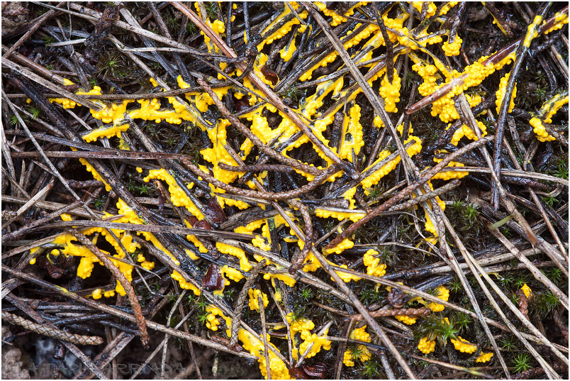 Physarum conglomeratum picture 1