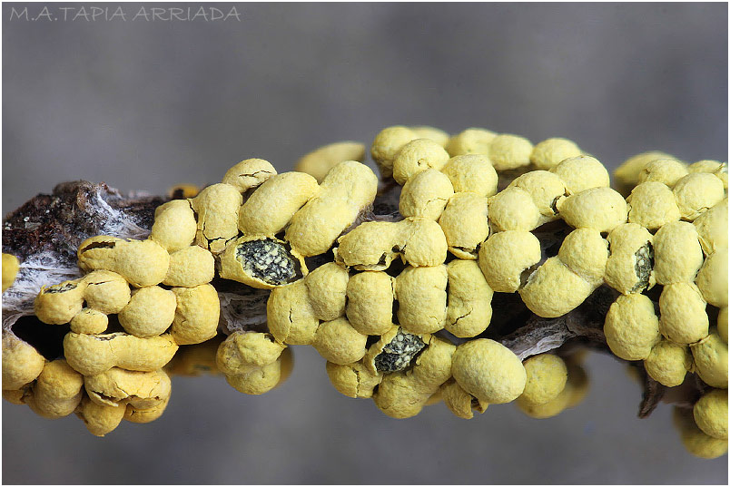 Physarum conglomeratum picture 2