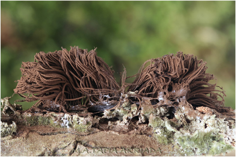 Stemonitis splendens photo 1