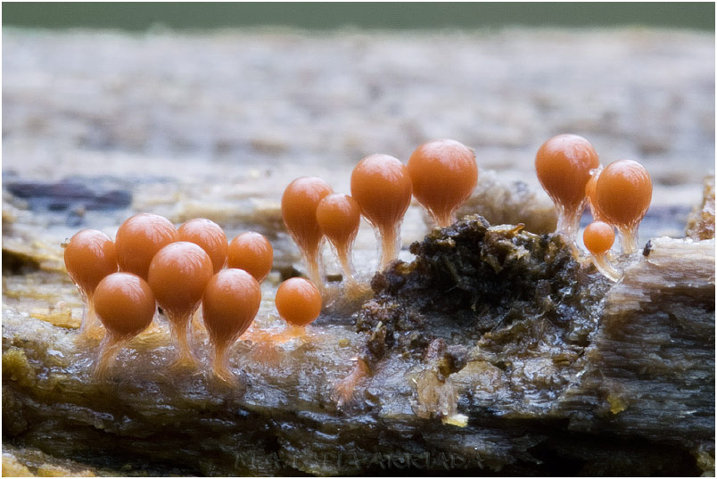 Trichia decipiens 1 Trichia decipiens photo 1