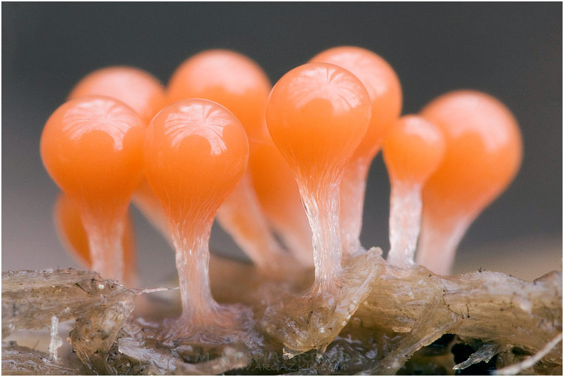 Trichia decipiens var. olivacea 1