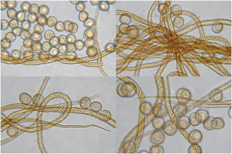 Trichia decipiens 7 Trichia decipiens photo 7