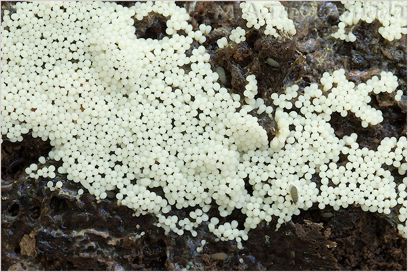 Trichia favoginea photo 1