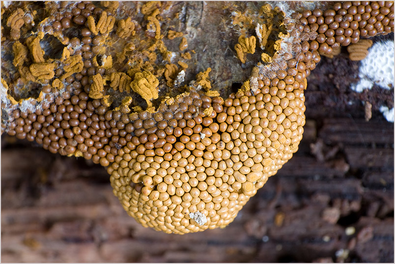 Trichia favoginea photo 2