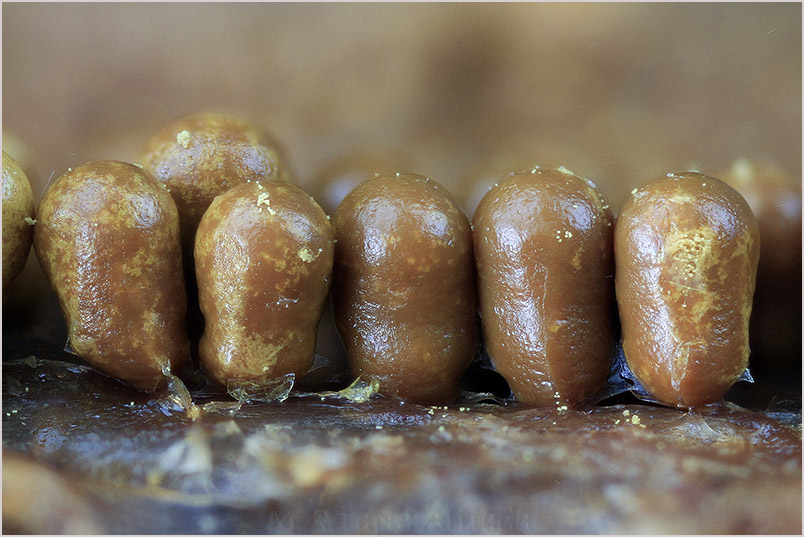 Trichia favoginea photo 3