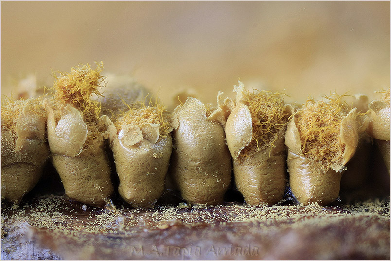 Trichia favoginea photo 4