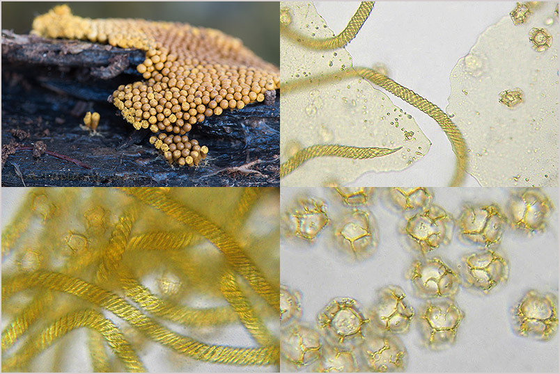Trichia favoginea