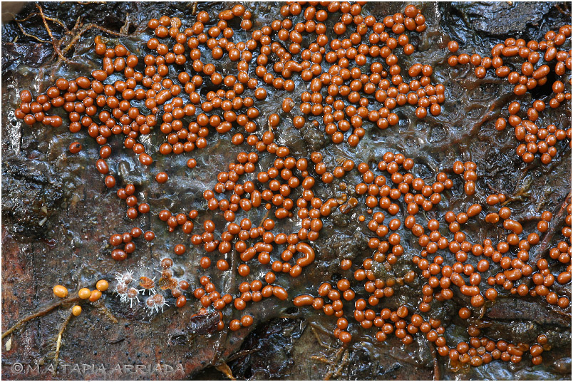 Trichia scabra 3 Trichia scabra photo 3