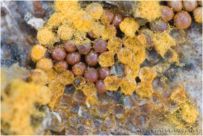 Trichia scabra 4 Trichia scabra photo 4