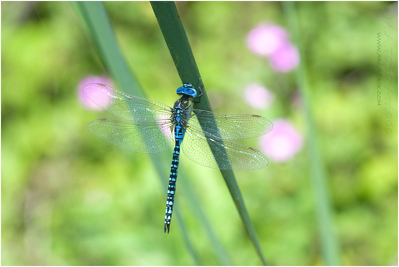 Aeshna affinis photo 1