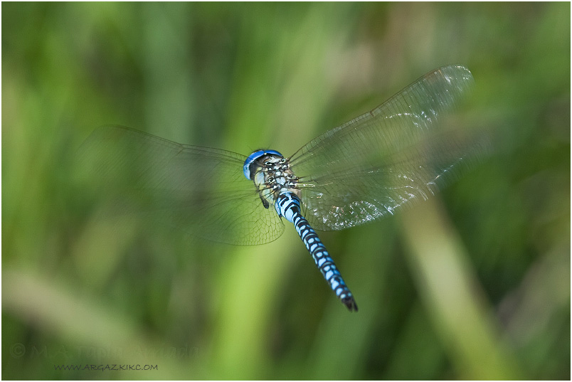 Aeshna affinis photo 3