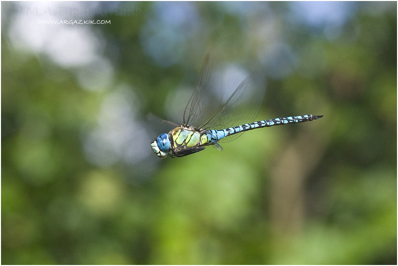 Aeshna affinis photo 4