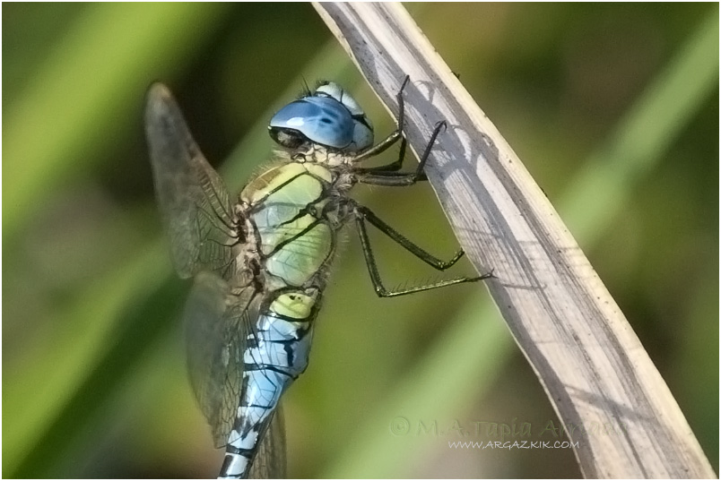 Aeshna affinis photo 5