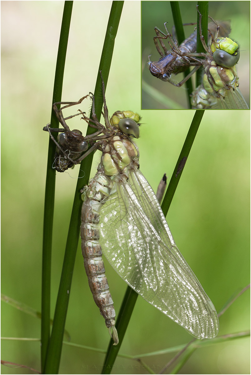 Aeshna cyanea 4 Aeshna cyanea photo 4