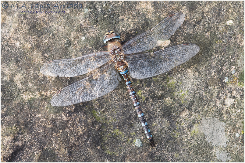Aeshna mixta photo 2