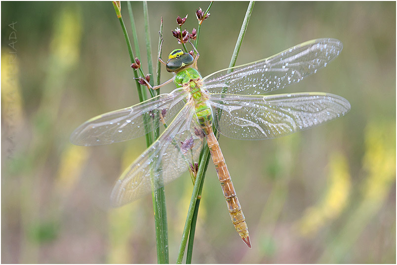 Anax imperator 2 Anax imperator photo 2