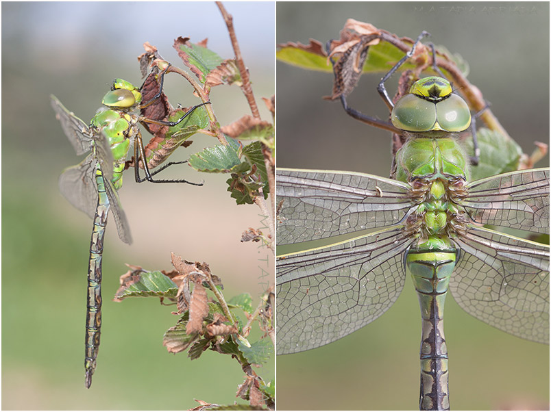 Anax imperator 3 Anax imperator photo 3