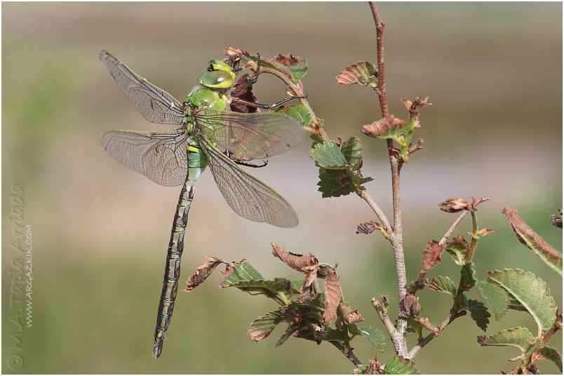 Anax imperator 4 Anax imperator photo 4