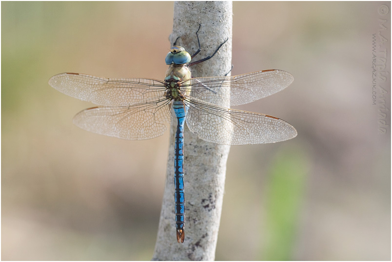 Anax imperator 5 Anax imperator photo 5