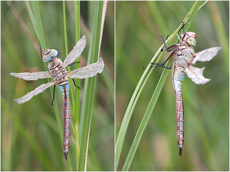 Anax parthenope 4 Anax parthenope Image 4