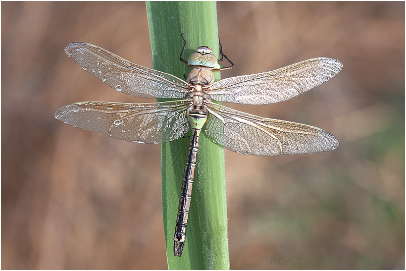 Anax parthenope 6 Anax parthenope Image 6