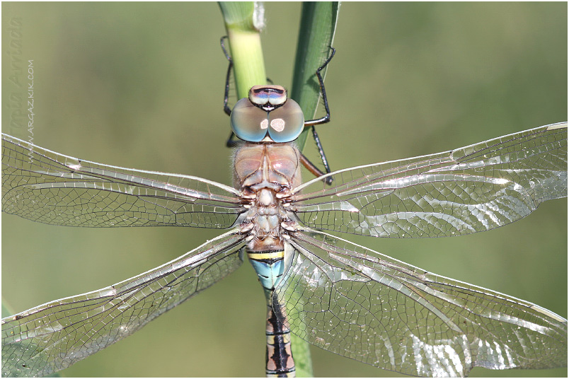 Anax parthenope 7 Anax parthenope Image 7