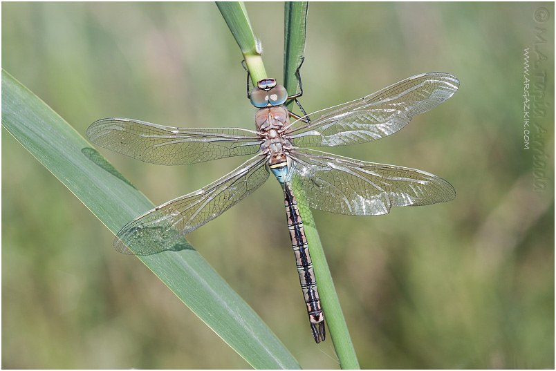 Anax parthenope 8 Anax parthenope Image 8