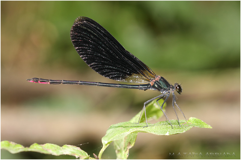 Calopteryx haemorrhoidalis 2 Calopteryx haemorrhoidalis photo 2