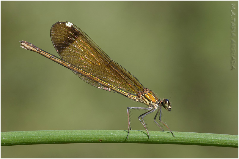 Calopteryx haemorrhoidalis 3 Calopteryx haemorrhoidalis photo 3