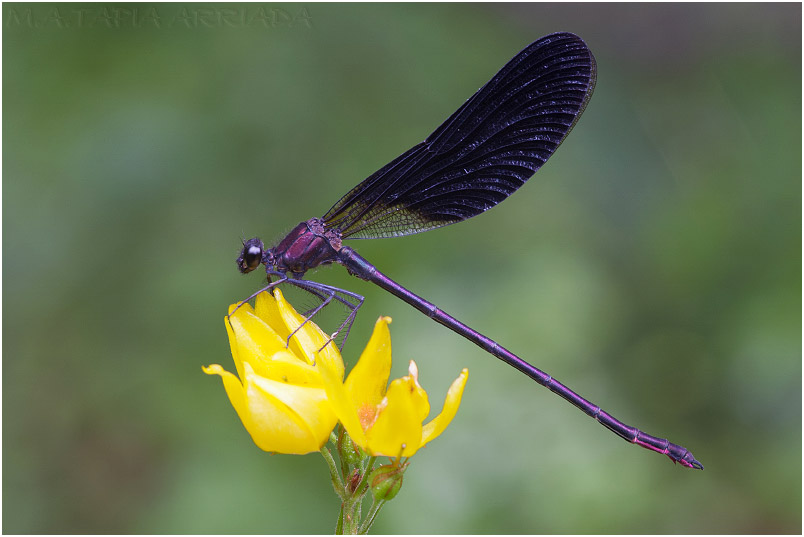 Calopteryx haemorrhoidalis 1 Calopteryx haemorrhoidalis photo 1
