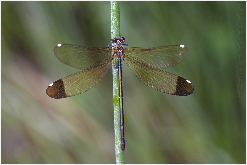 Calopteryx haemorrhoidalis 4 Calopteryx haemorrhoidalis photo 4