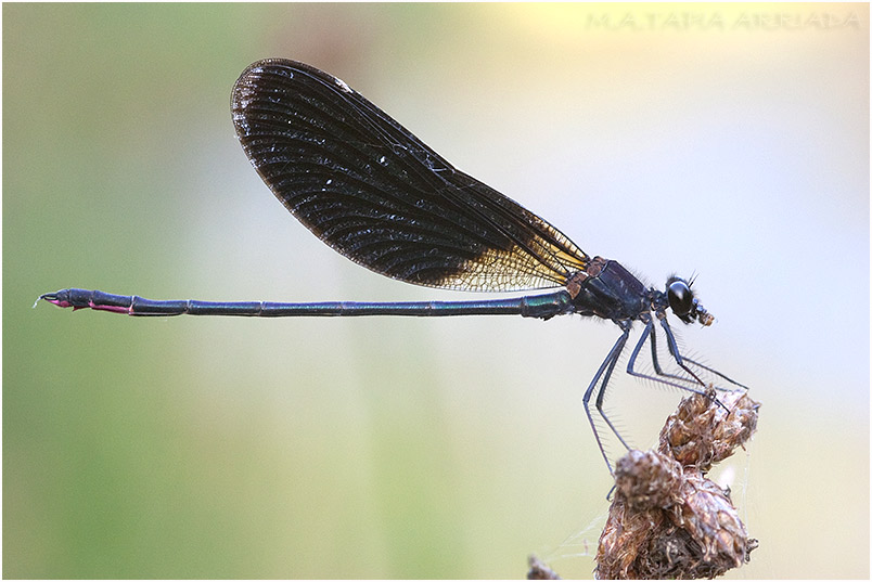 Calopteryx haemorrhoidalis 5 Calopteryx haemorrhoidalis photo 5