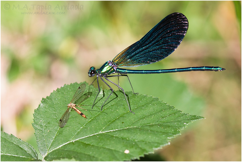 Calopteryx virgo photo 1