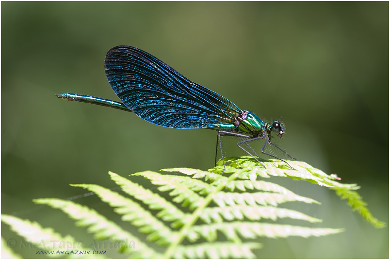 Calopteryx virgo photo 2