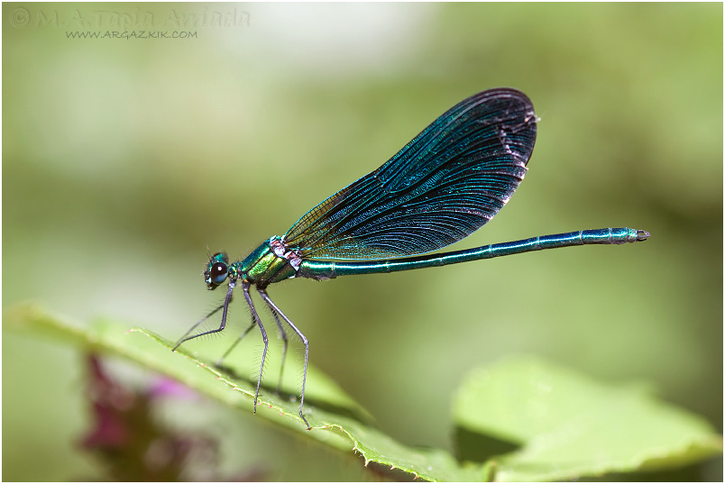 Calopteryx virgo photo 3