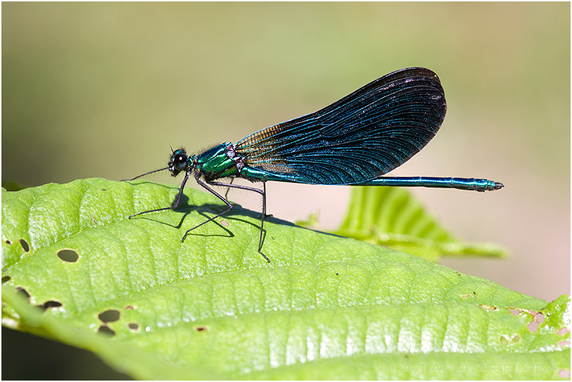 Calopteryx virgo photo 4