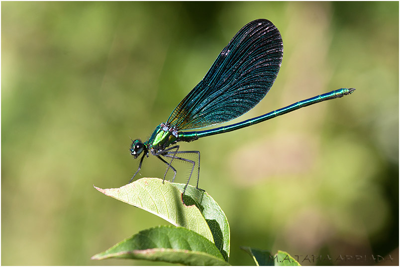Calopteryx virgo photo 5